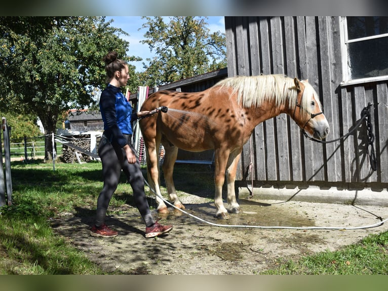 Hafliger Wałach 3 lat 144 cm Kasztanowata in Waldzell