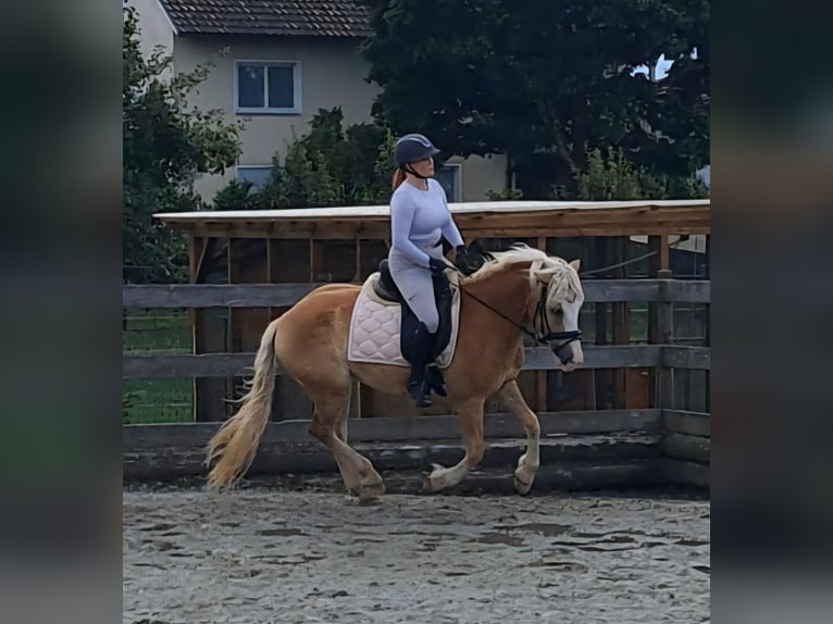 Hafliger Wałach 3 lat 145 cm Bułana in Kressbronn am Bodensee