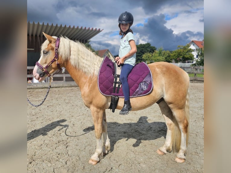 Hafliger Wałach 3 lat 145 cm Bułana in Kressbronn am Bodensee