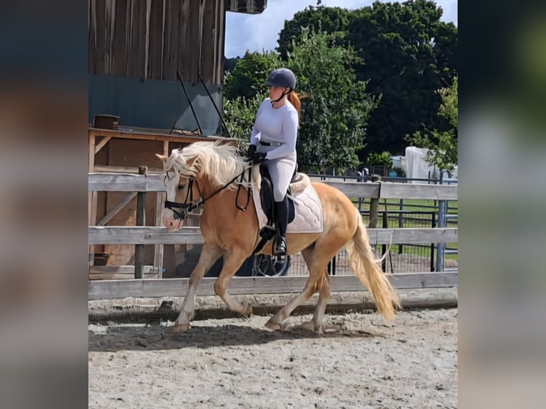 Hafliger Wałach 3 lat 145 cm Bułana in Kressbronn am Bodensee