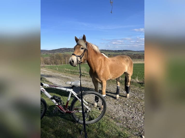 Hafliger Wałach 3 lat 146 cm Kasztanowata in Neustadt in Sachsen, Oberottendorf