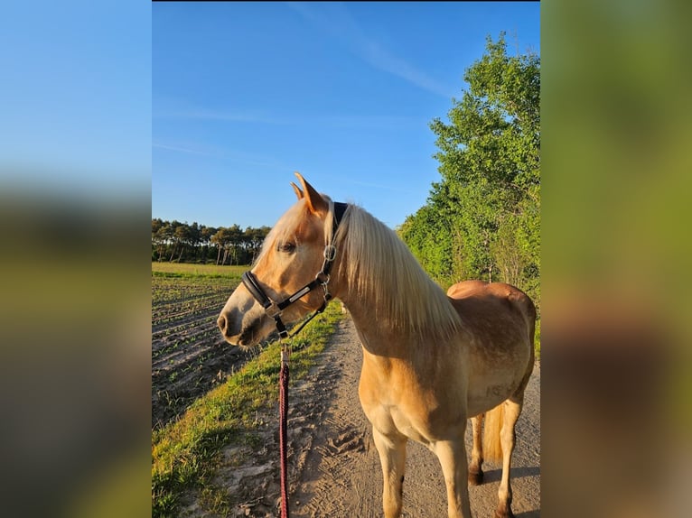 Hafliger Mix Wałach 3 lat 146 cm Kasztanowata in Emsdetten