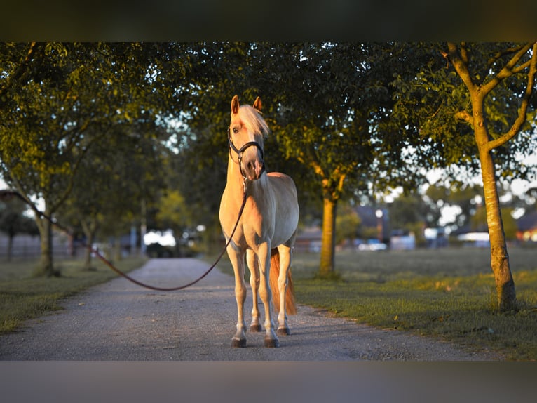Hafliger Mix Wałach 3 lat 146 cm Kasztanowata in Emsdetten