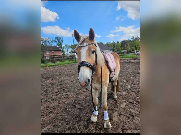Hafliger Mix Wałach 3 lat 146 cm Kasztanowata in Emsdetten