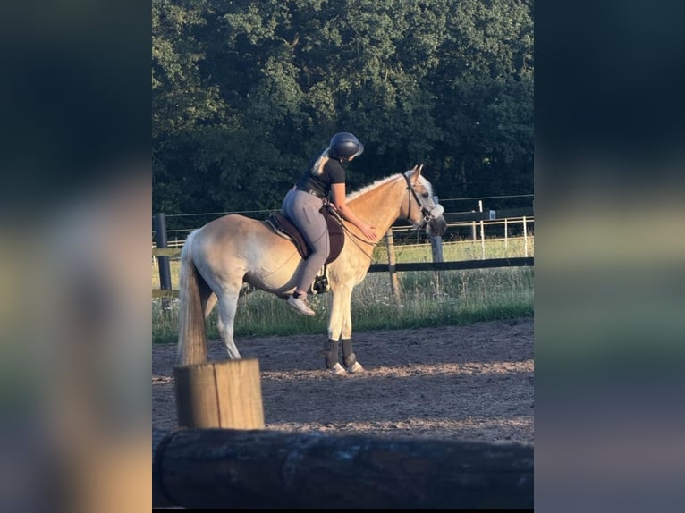 Hafliger Mix Wałach 3 lat 146 cm Kasztanowata in Emsdetten