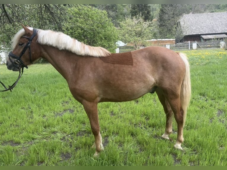 Hafliger Wałach 3 lat 146 cm Kasztanowata in Sankt Peter am Kammersberg