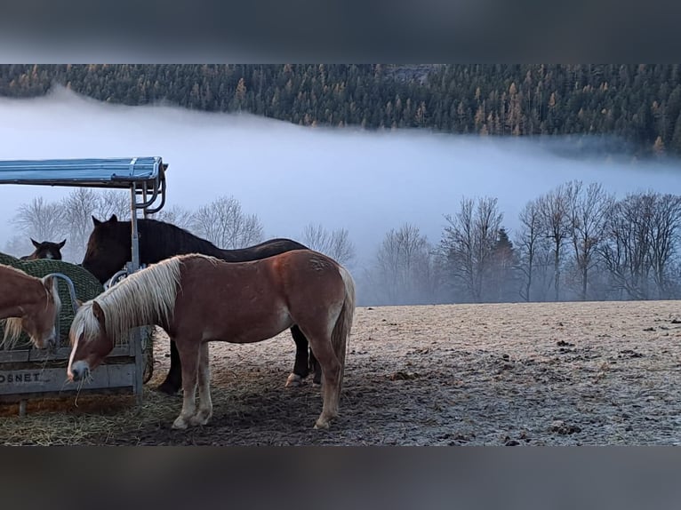 Hafliger Wałach 3 lat 146 cm Kasztanowata in Schaueregg