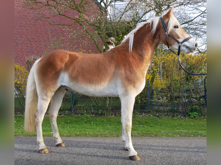 Hafliger Wałach 3 lat 146 cm  in Dorsten