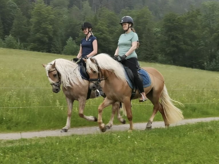 Hafliger Wałach 3 lat 147 cm Ciemnokasztanowata in Bayrischzell