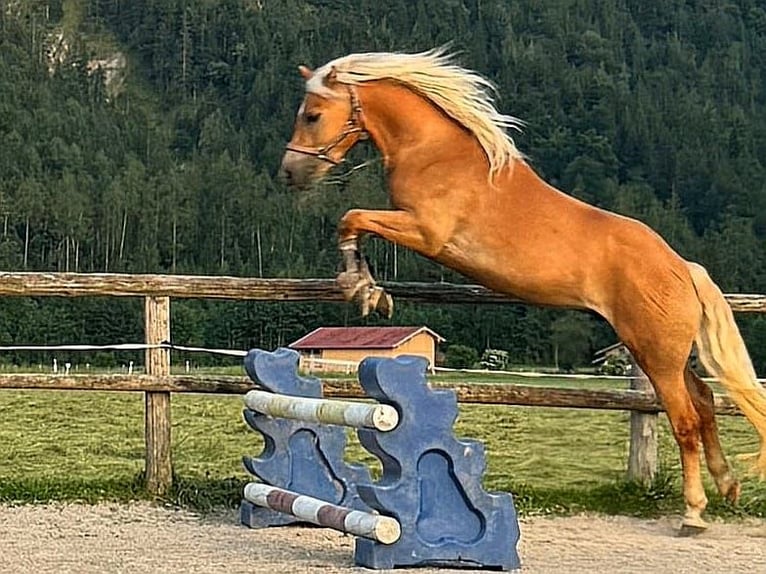 Hafliger Wałach 3 lat 147 cm Ciemnokasztanowata in Bayrischzell