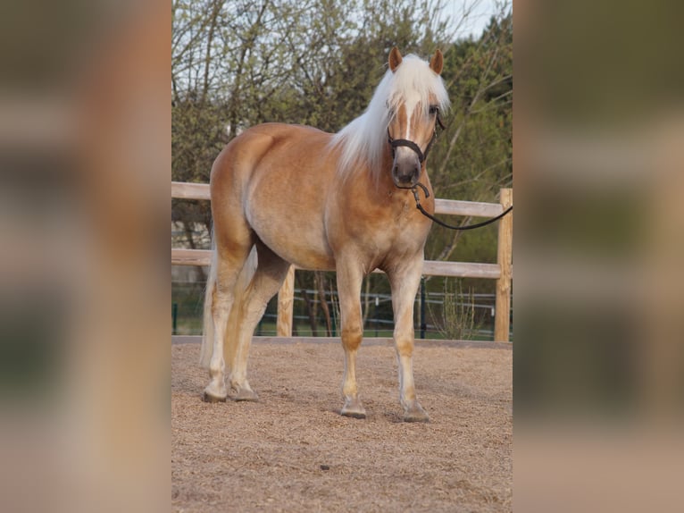 Hafliger Wałach 3 lat 148 cm Kasztanowata in Engelsbrand