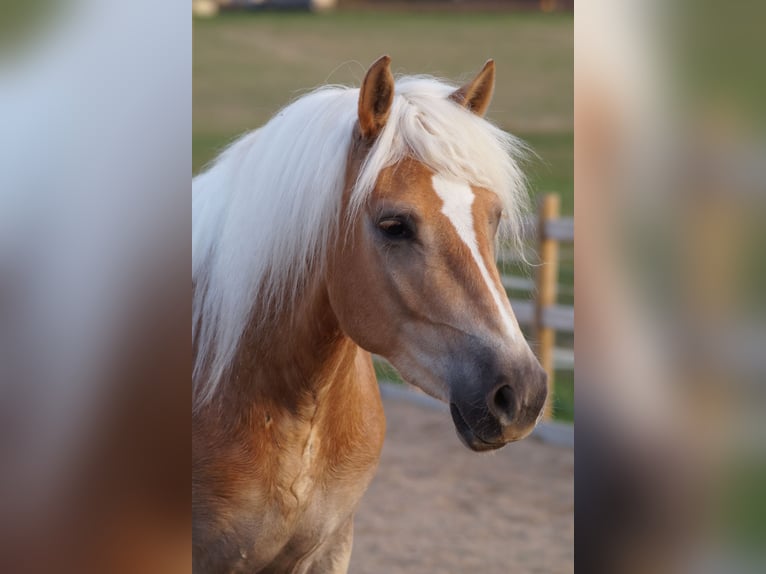Hafliger Wałach 3 lat 148 cm Kasztanowata in Engelsbrand