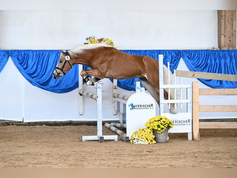 Hafliger Wałach 3 lat 148 cm Kasztanowata in Mammendorf