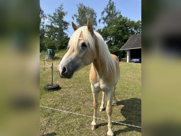Hafliger Wałach 3 lat 149 cm Kasztanowata in St.veit an der Glan