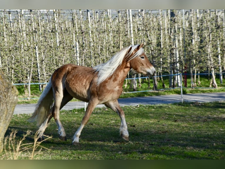 Hafliger Wałach 3 lat 149 cm in Nauders