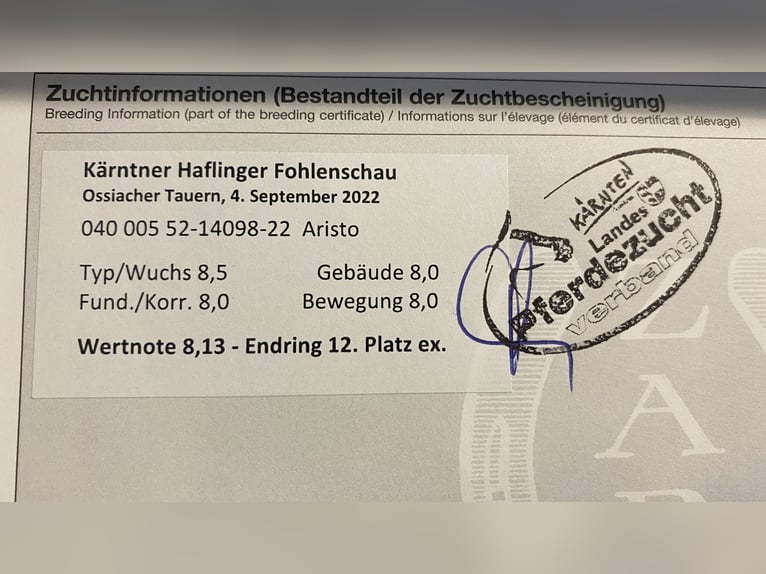 Hafliger Wałach 3 lat 150 cm Kasztanowata in Riegersdorf Oberschütt