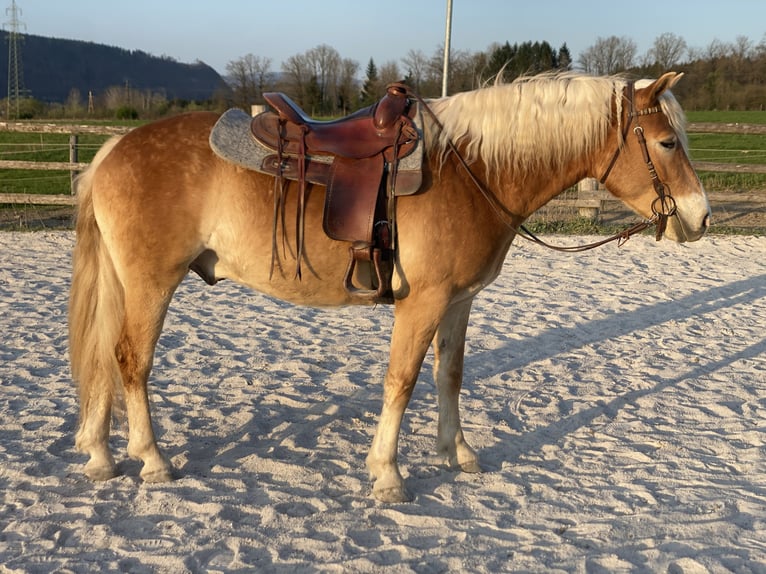 Hafliger Wałach 3 lat 150 cm Kasztanowata in Riegersdorf Oberschütt