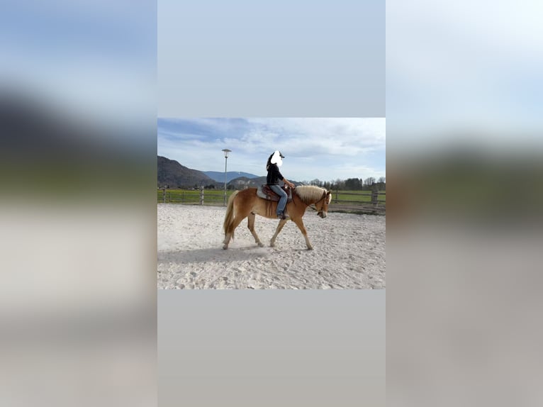 Hafliger Wałach 3 lat 150 cm Kasztanowata in Riegersdorf Oberschütt