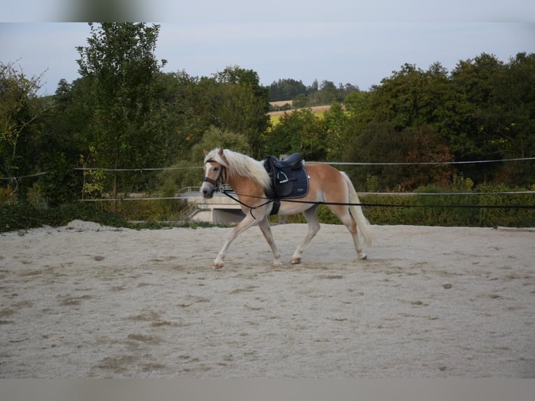 Hafliger Wałach 3 lat 150 cm Kasztanowata in Ried im Innkreis