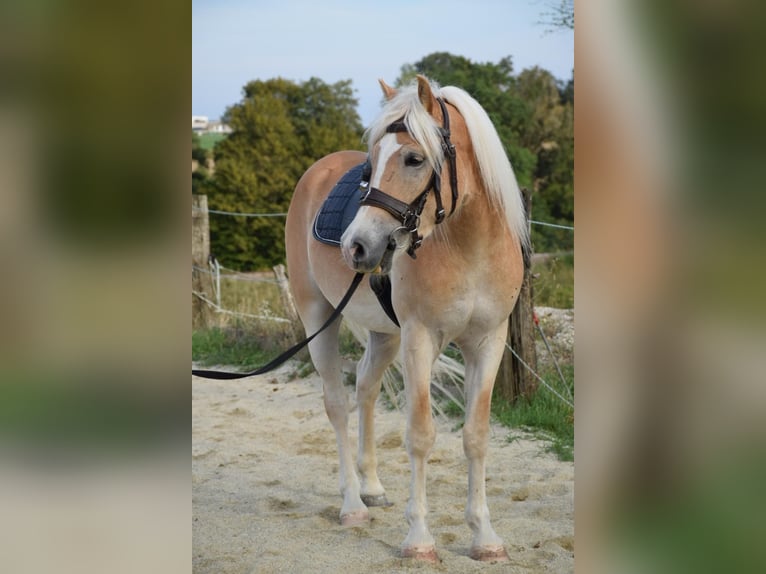 Hafliger Wałach 3 lat 150 cm Kasztanowata in Ried im Innkreis