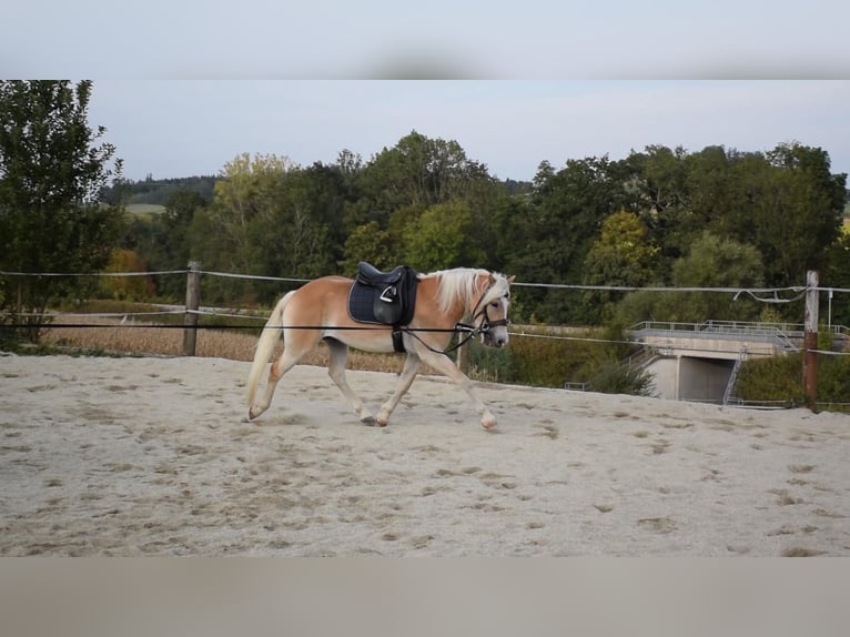 Hafliger Wałach 3 lat 150 cm Kasztanowata in Ried im Innkreis