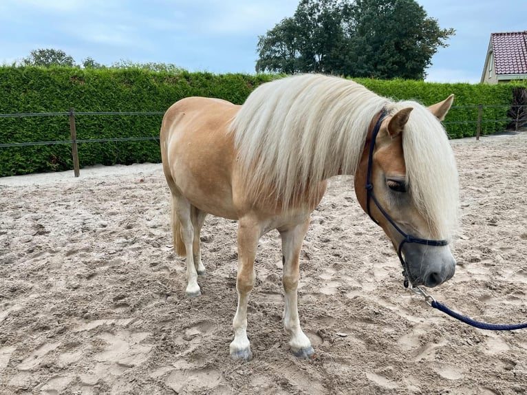 Hafliger Wałach 3 lat 150 cm Kasztanowata in Biddinghuizen