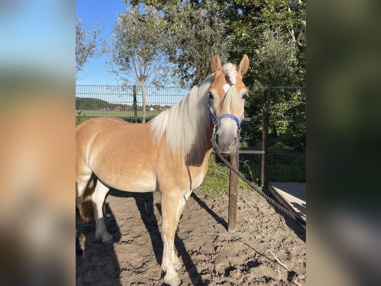 Hafliger Wałach 3 lat 150 cm Kasztanowata in Biddinghuizen