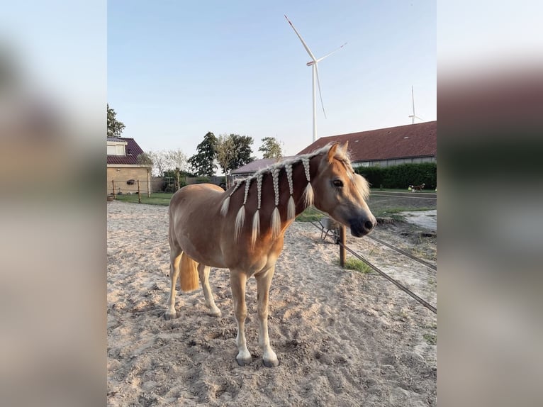 Hafliger Wałach 3 lat 150 cm Kasztanowata in Biddinghuizen