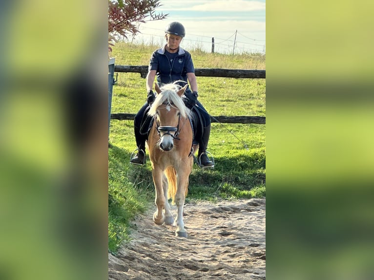 Hafliger Wałach 3 lat 150 cm Kasztanowata in Remscheid