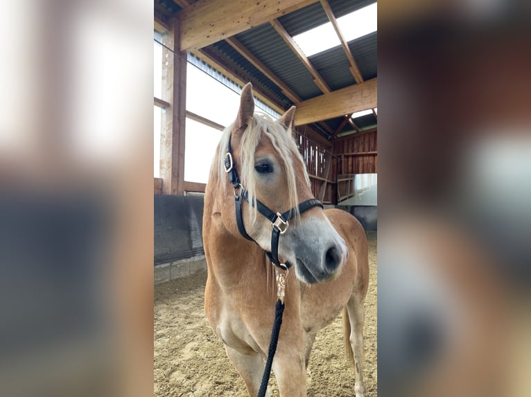 Hafliger Wałach 3 lat 150 cm Kasztanowata in Rösrath