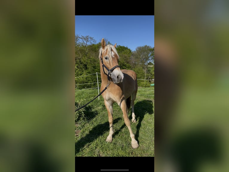 Hafliger Wałach 3 lat 150 cm Kasztanowata in Rösrath