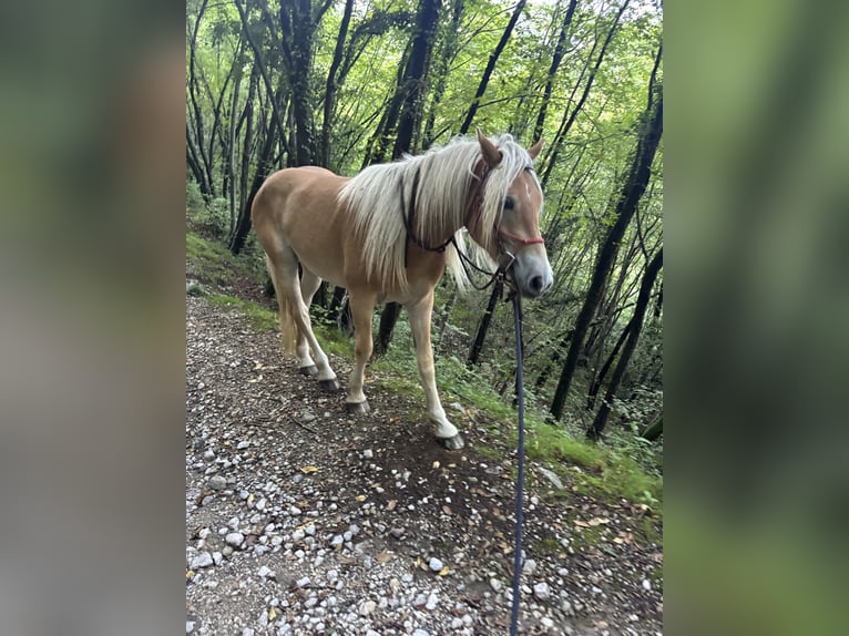 Hafliger Wałach 3 lat 150 cm in Nogaredo