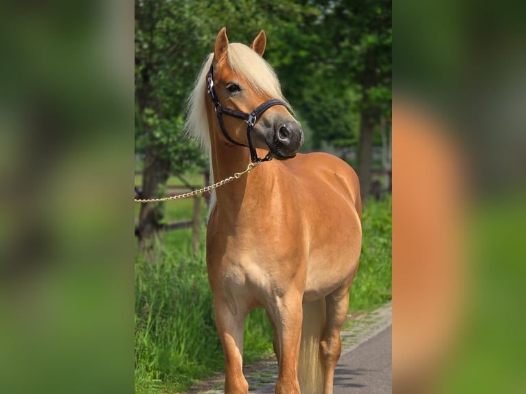 Hafliger Wałach 3 lat 152 cm Izabelowata in Someren