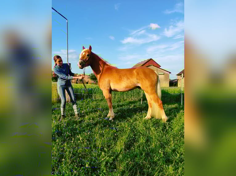 Hafliger Wałach 3 lat 152 cm Kasztanowata in Niederstetten