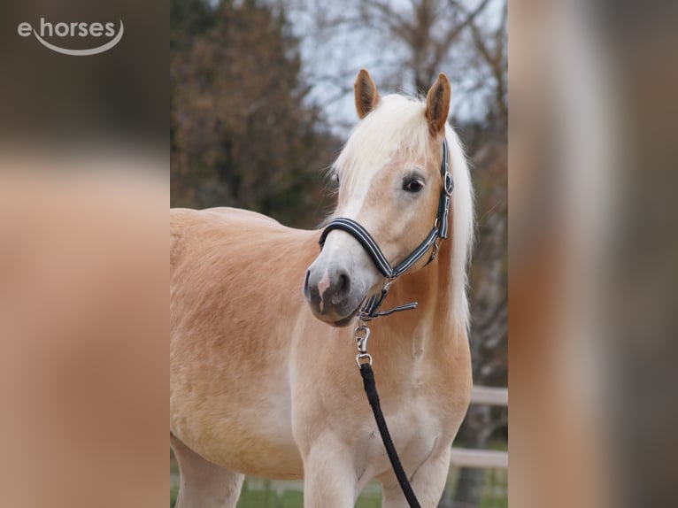Hafliger Wałach 3 lat 152 cm Kasztanowata in Engelsbrand