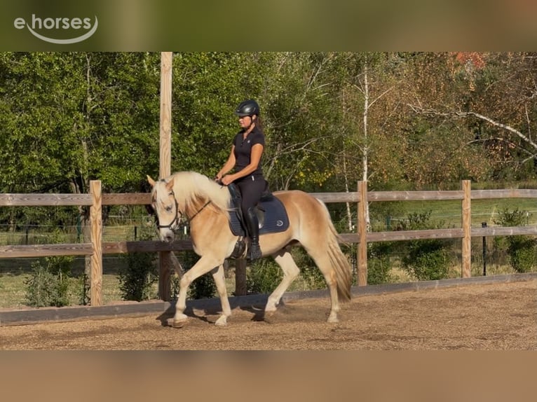Hafliger Wałach 3 lat 152 cm Kasztanowata in Engelsbrand