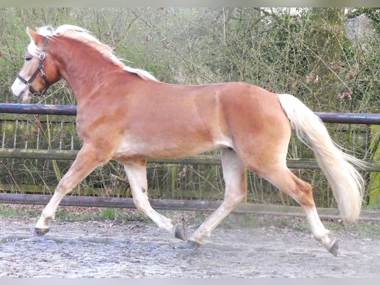 Hafliger Wałach 3 lat 152 cm  in Dorsten