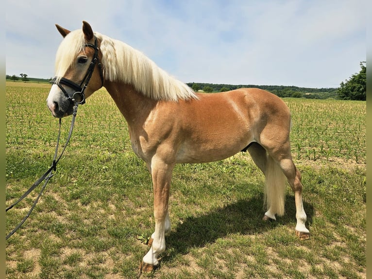 Hafliger Wałach 3 lat 152 cm in Kraichtal