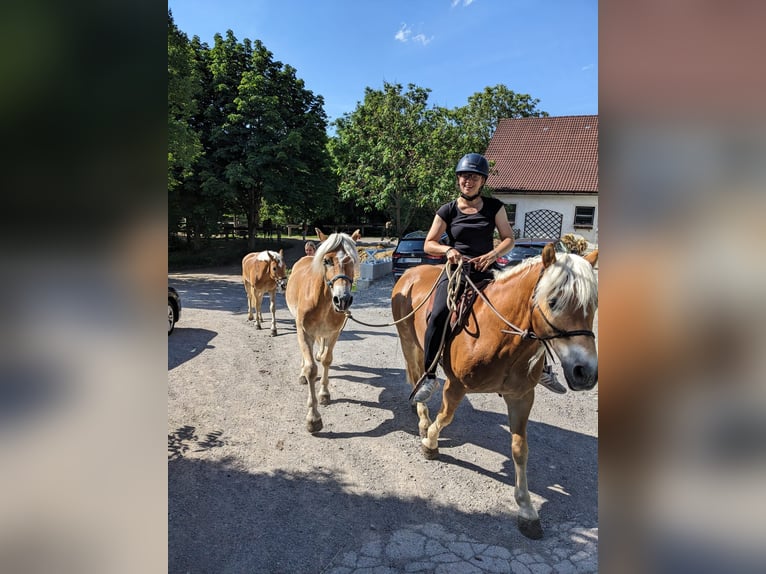 Hafliger Wałach 3 lat 153 cm Cisawa in St. Veit an der Gölsen