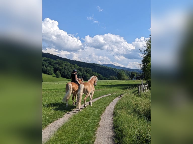 Hafliger Wałach 3 lat 153 cm Cisawa in St. Veit an der Gölsen