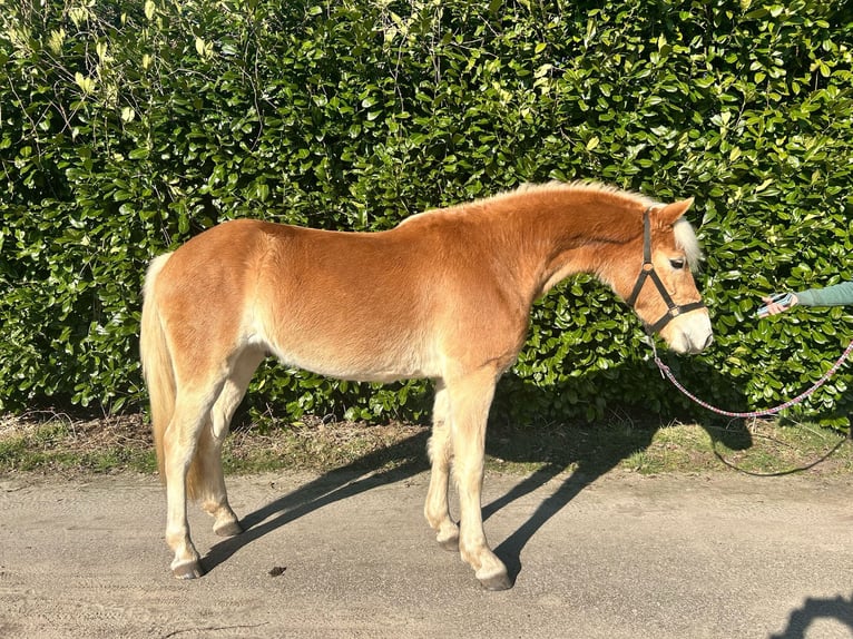 Hafliger Wałach 3 lat 153 cm in Deurne