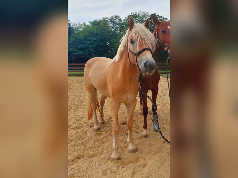 Hafliger Wałach 3 lat 153 cm in Karnabrunn