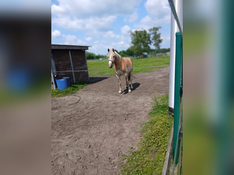 Hafliger Wałach 3 lat 158 cm Izabelowata in peer
