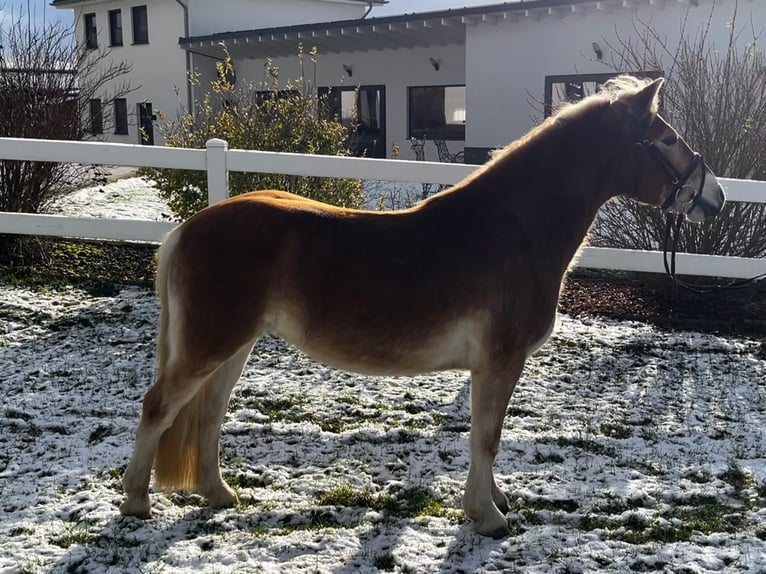 Hafliger Wałach 4 lat 145 cm Kasztanowata in Neuwied