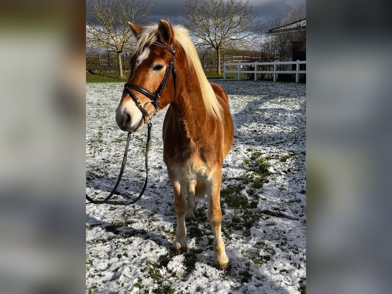 Hafliger Wałach 4 lat 145 cm Kasztanowata in Neuwied