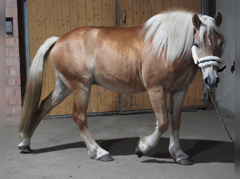 Hafliger Wałach 4 lat 146 cm  in Treuenbrietzen