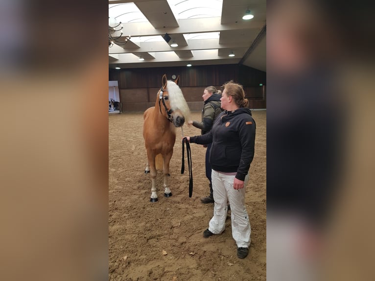 Hafliger Wałach 4 lat 147 cm Kasztanowata in Oudega