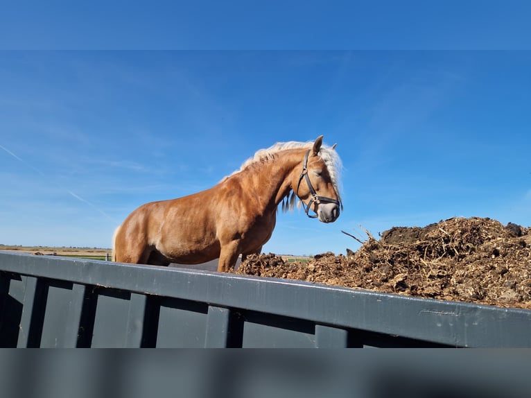 Hafliger Wałach 4 lat 147 cm Kasztanowata in Oudega