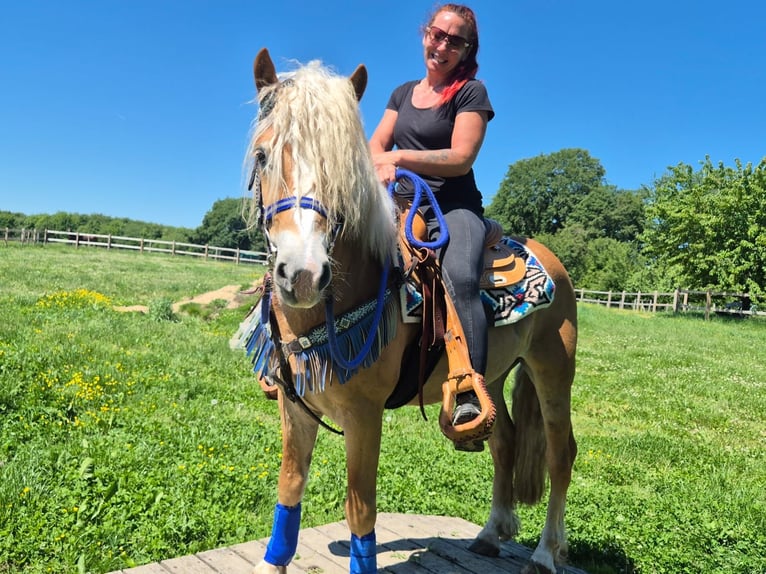 Hafliger Wałach 4 lat 147 cm Kasztanowata in Linkenbach