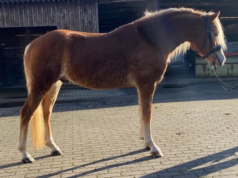 Hafliger Wałach 4 lat 148 cm Kasztanowata in Fuldatal